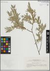 Foto von Salix linearifolia E. L. Wolf